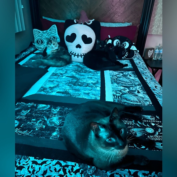 Meet your Posher, Tara - Picture 4 of 4